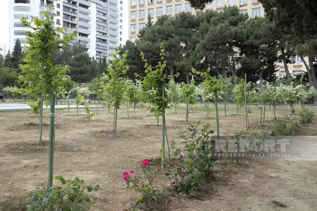 Qarabağdan tinglər gətirib, Bakıda əkə bilərik - Nadir ağaclar parkından REPORTAJ