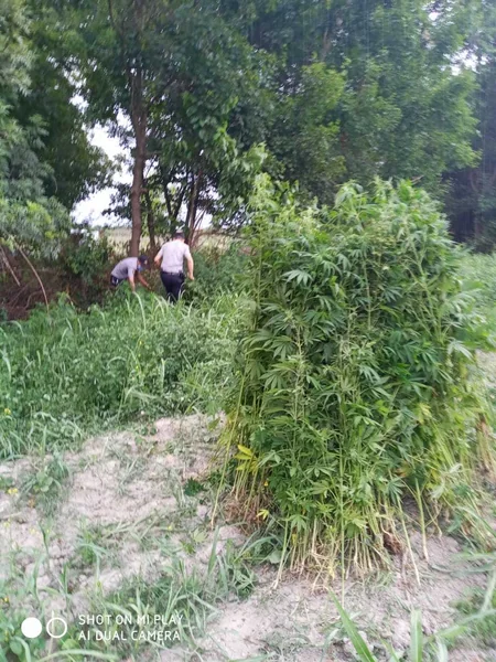 Balakəndə 1 ton 200 kq narkotik vasitə məhv edilib