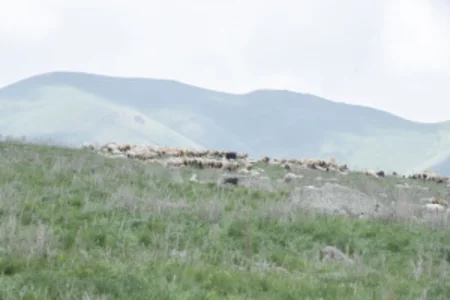 Azərbaycanda təsərrüfatların yaylaqlara köçürülməsi üçün qeydiyyat başlayıb