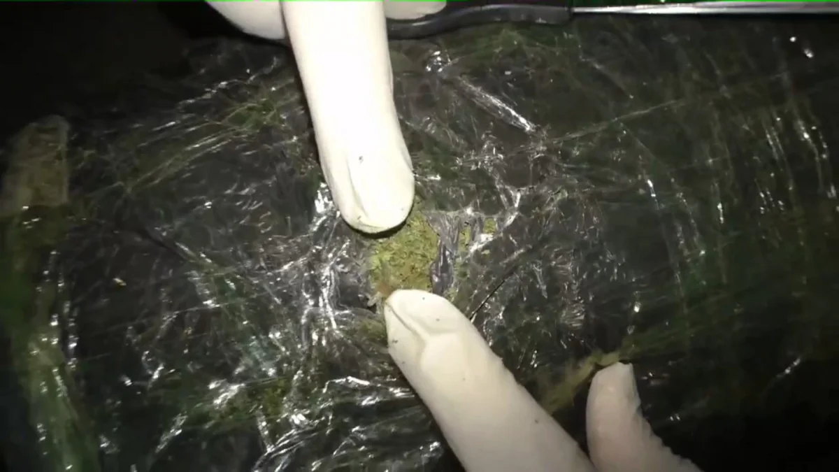 В Газахе задержаны два наркокурьера