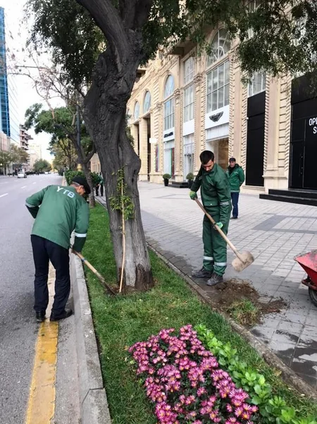 Bakıda yaşıllaşdırma işləri aparılır