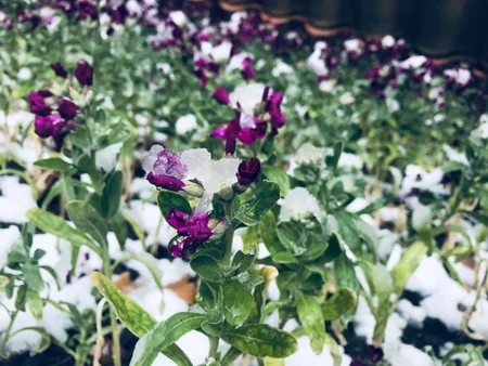 В Тбилиси выпал снег