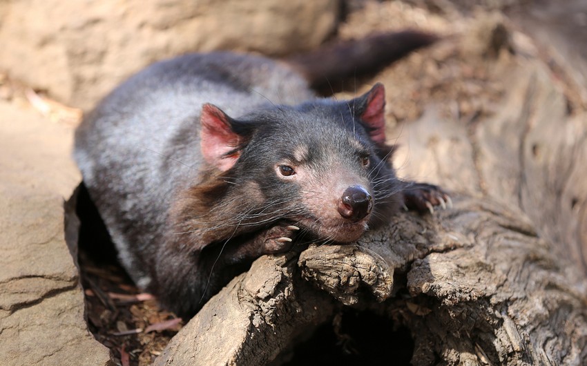 Tasmanian devils born in Australian wilderness for first time in 3,000 years