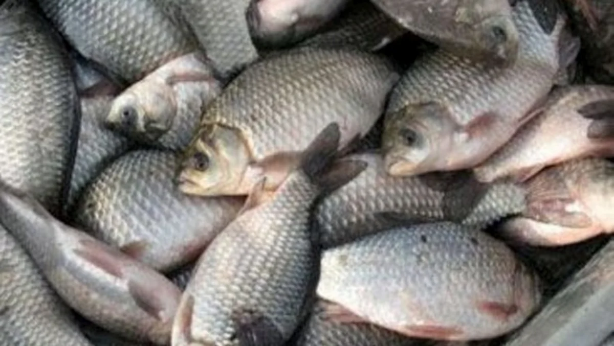 Предотвращен ввоз просроченной рыбы из России в Азербайджан