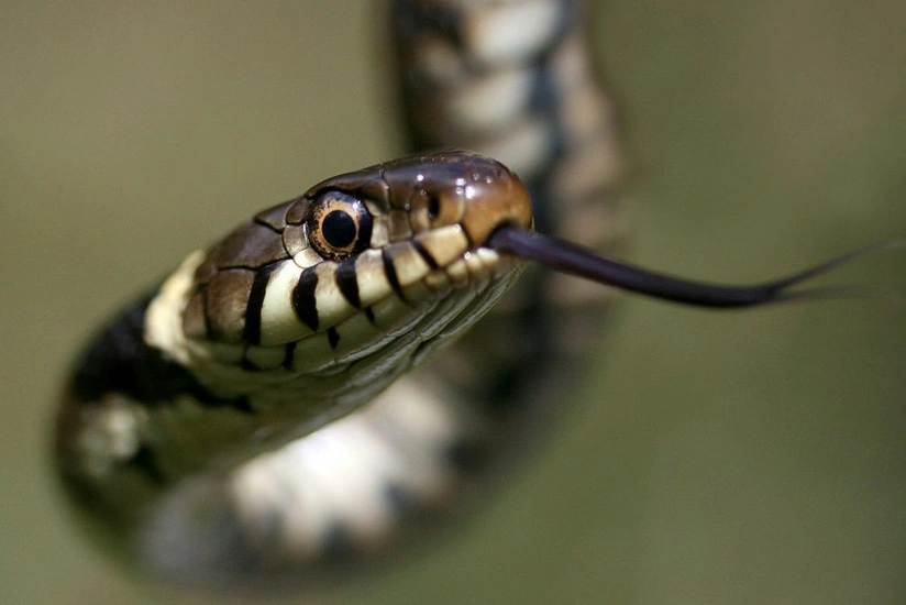 Salyanda orta yaşlı kişini ilan sancıb