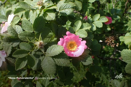 Daşkəsəndə nəsli kəsilməkdə olan bitkilər çoxaldılacaq