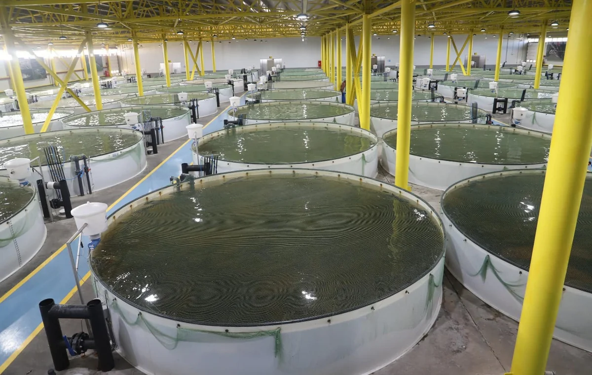 Balıqçılıq və Akvakultura Mərkəzi yaradılıb