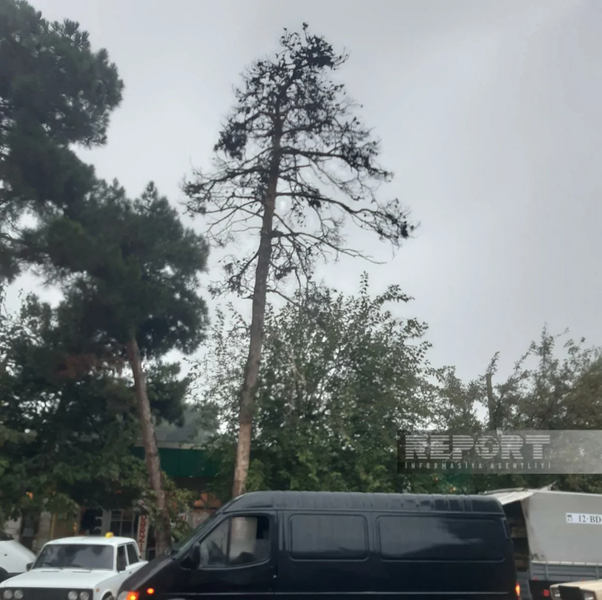 Biləsuvarda qurumuş ağaclar təhlükəyə çevrilib