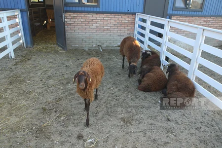 130 kq çəki, günə 6 litrə qədər süd - Laçındakı müasir keçi fermasından - REPORTAJ