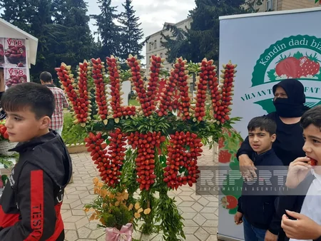 Cəlilabadda II çiyələk festivalı başlayıb