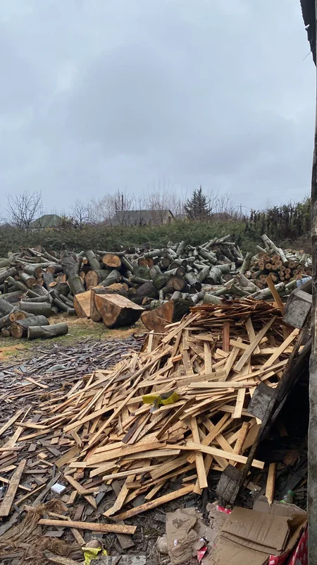 Xaçmazda qanunsuz ağac emal edən sexlər barədə araşdırma aparılır