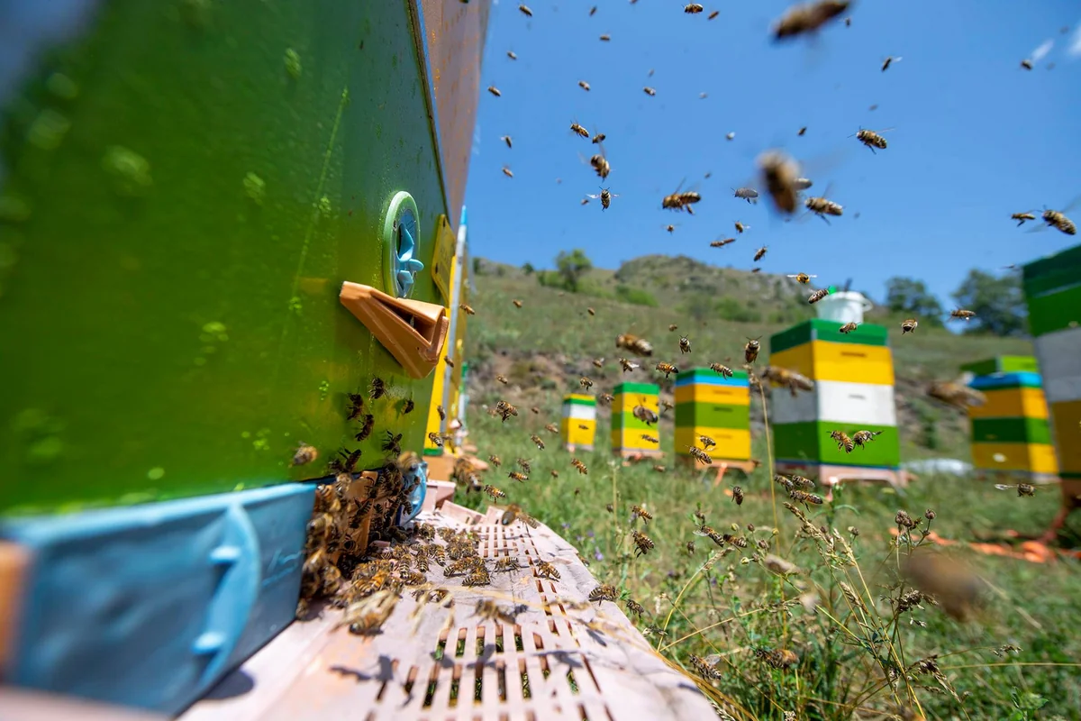 Ministry of Agriculture: Kalbajar honey can be exported at high prices