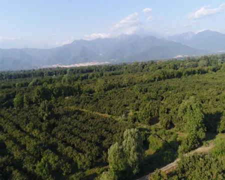 President Ilham Aliyev visits hazelnut farm in Gakh district