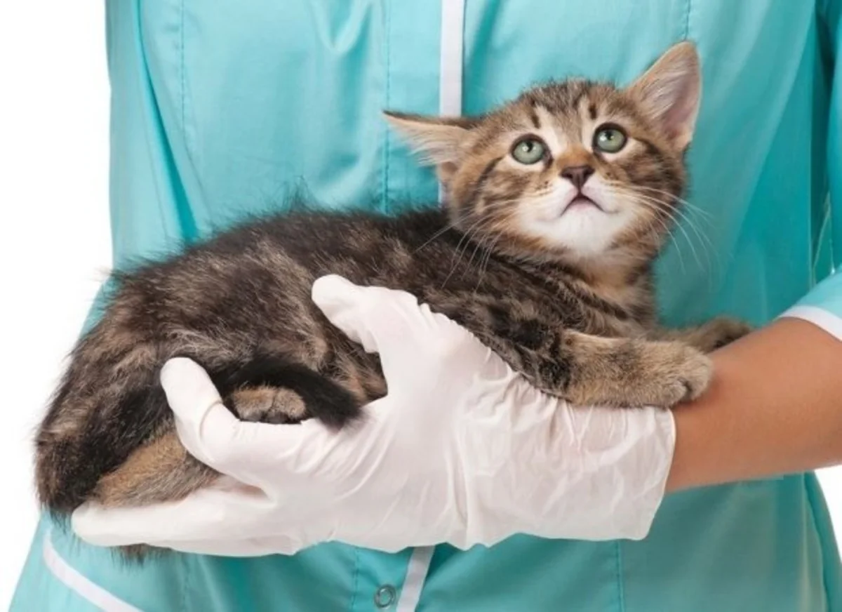 Kitten dies after catching COVID off her owner in UK