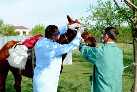 Mingəçevirdə heyvanlar arasında aparılan profilaktik tədbirlər davam etdirilir