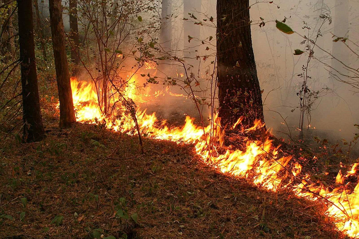 Пожар в предместьях Еревана охватил 1,8 тысяч га