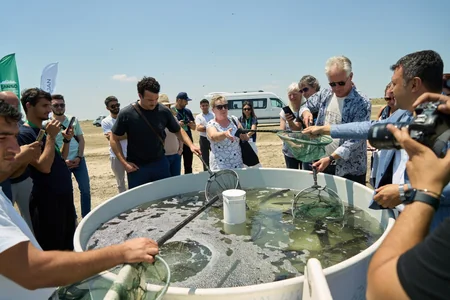 5000 endemic sturgeon fish released into the Caspian Sea as part of Azerbaijan Fish Farm and AZANS cooperation – PHOTO