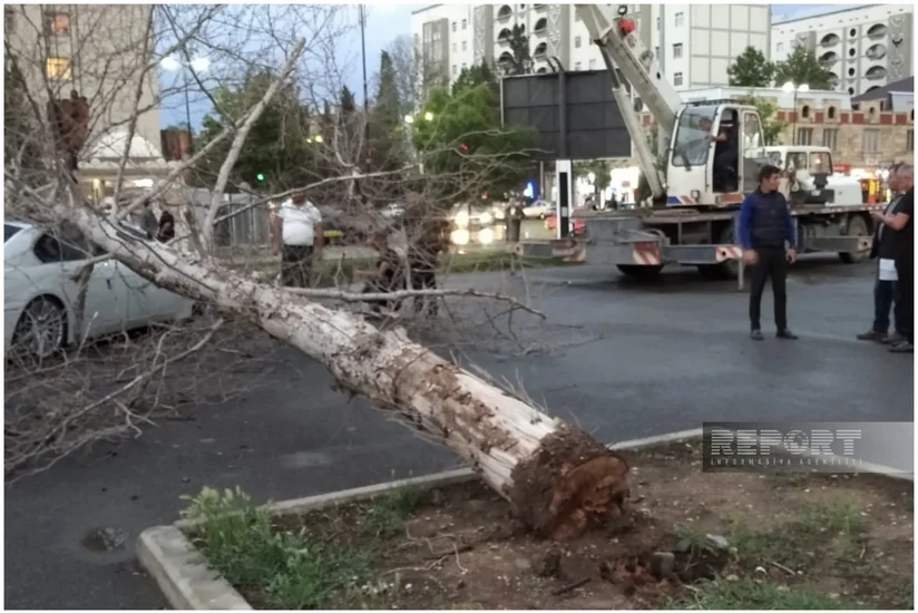 Gəncədə güclü küləyin törətdiyi fəsadlar aradan qaldırılır