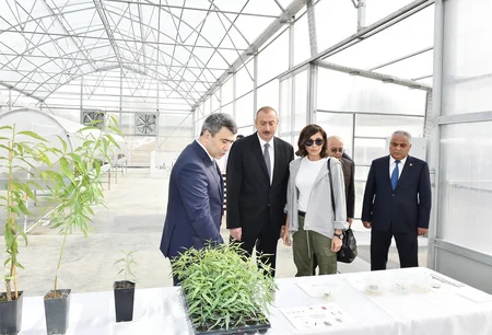 Prezident İlham Əliyev Qubada Meyvəçilik və Çayçılıq Elmi-Tədqiqat İnstitutunun tingçilik müəssisəsi ilə tanış olub - YENİLƏNİB