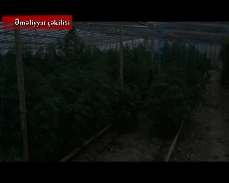 Bakıda narkotik tərkibli bitkilərin kultivasiyası ilə məşğul olan şəxs saxlanılıb
