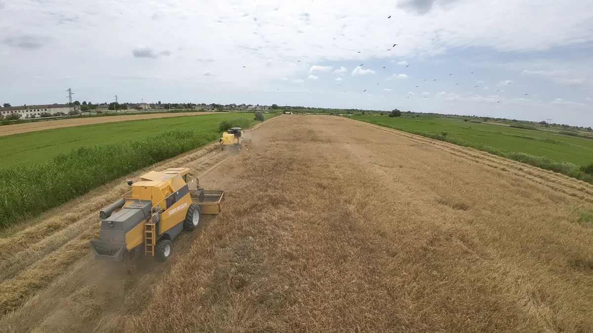 Azərbaycanda arpa sahələrinin 23 %-də biçin başa çatıb