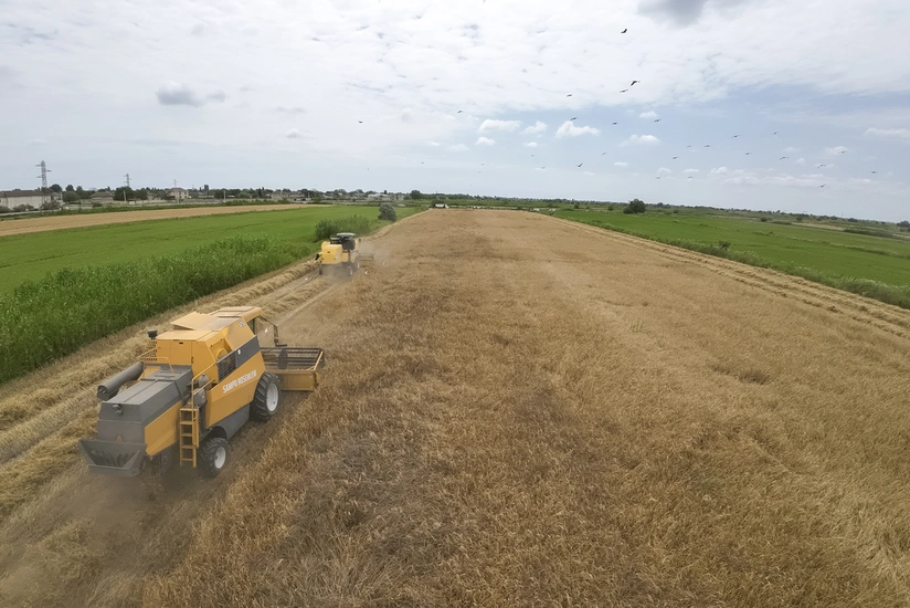 Azərbaycanda arpa sahələrinin 23 %-də biçin başa çatıb