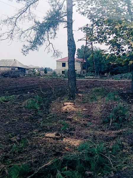 Lənkəranda qanunsuz olaraq 30 ağac kəsilib