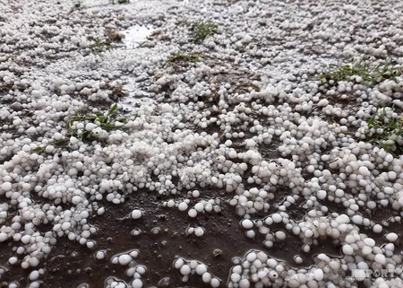 Yardımlı rayonuna dolu yağıb - FOTO