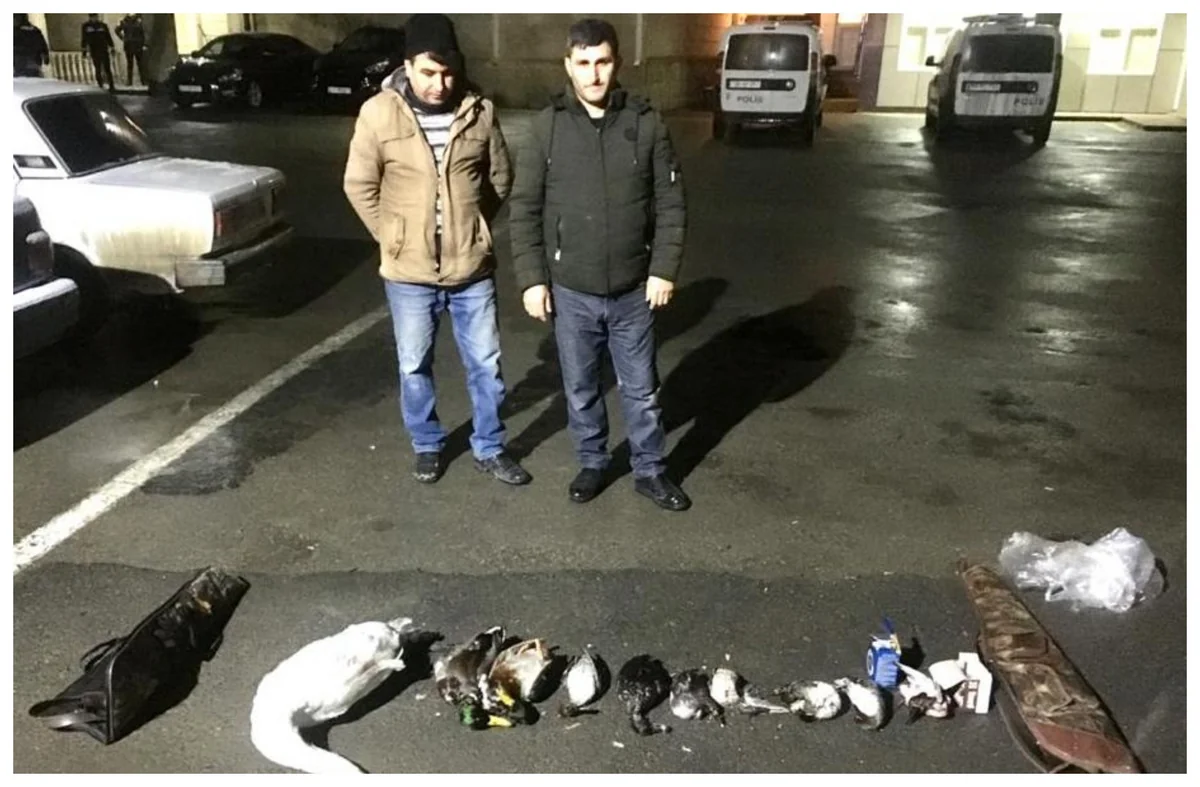 Şabranda qanunsuz ov edən şəxslər saxlanıldı