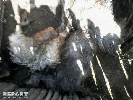 Qubanın kəndlərinə canavarlar hücum edib - FOTO