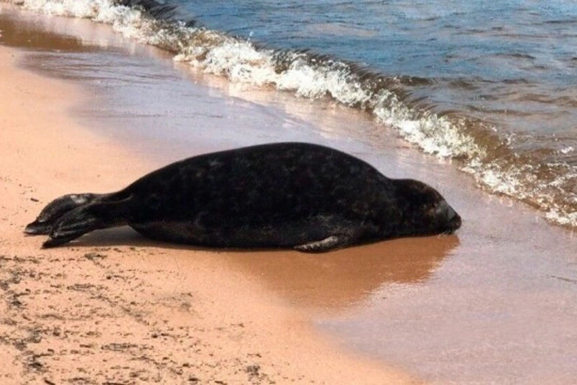 Xəzərin Azərbaycan bölməsində suiti cəsədləri aşkar olunub