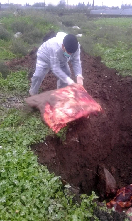 Cəlilabadda oqoniya vəziyyətində kəsilən heyvan cəmdəyi zərərsizləşdirilib - FOTO