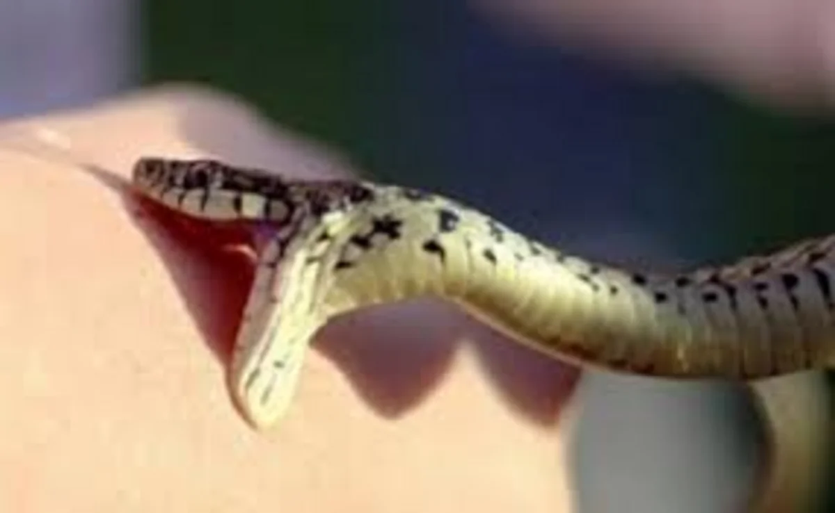 Ağdamda üç nəfəri ilan sancıb