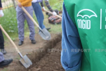 Biləsuvarda 1001 palıd adlı layihə icra edilib
