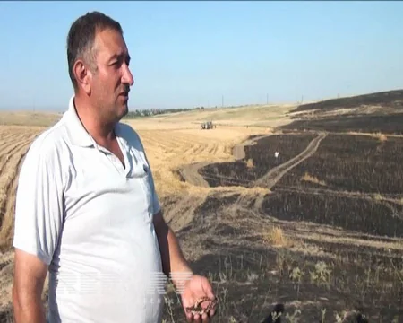 ​Tovuzda 2 hektar biçilməmiş taxıl sahəsi yanıb - FOTO