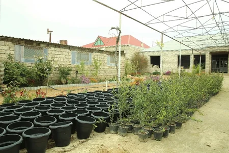 KOBİA-nın dəstəyi ilə yeni layihə - “Çiçəklənən Abşeron”