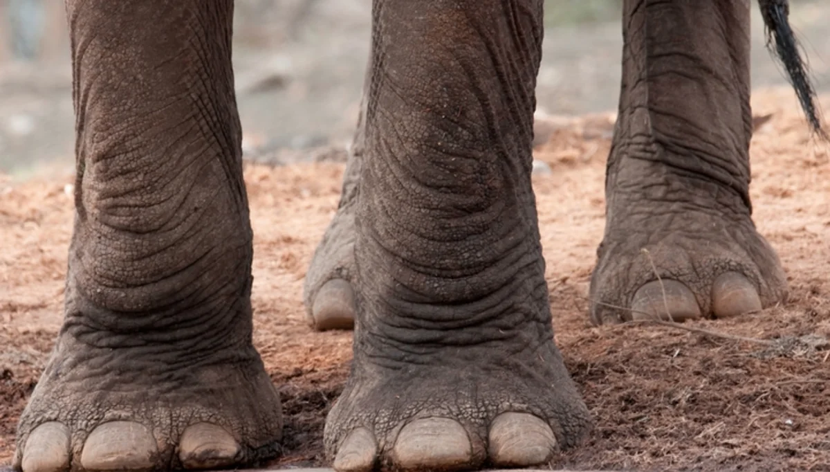 Wild elephants trample two Rohingya refugees to death, five injured