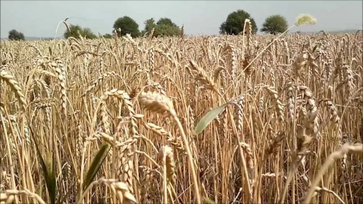 Stavropoldan və Karaçay-Çərkəzdən ən çox taxıl Azərbaycana ixrac olunur