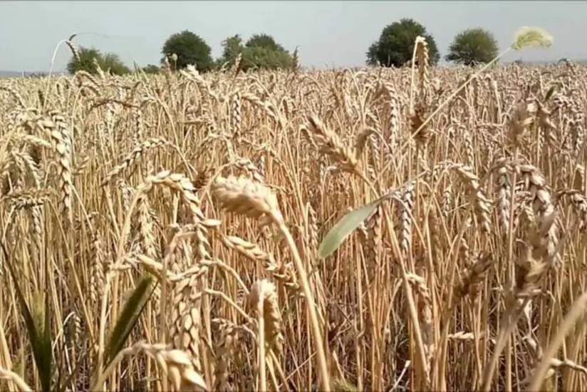 Stavropoldan və Karaçay-Çərkəzdən ən çox taxıl Azərbaycana ixrac olunur