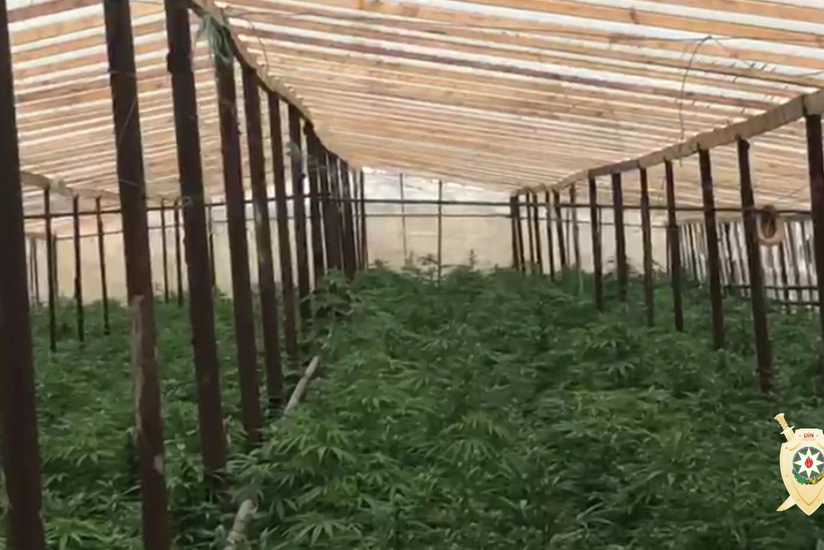 Maştağada narkoplantasiya aşkar edilib