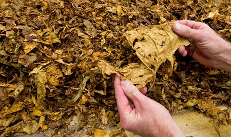 Azerbaijan sees nearly 12% surge in revenues from tobacco exports