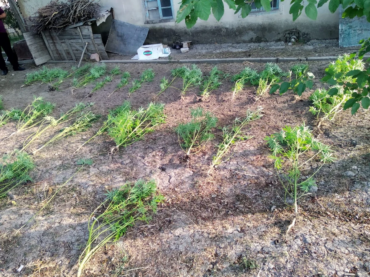 Çətənə bitkisi yetişdirən Şabran rayon sakini saxlanıldı