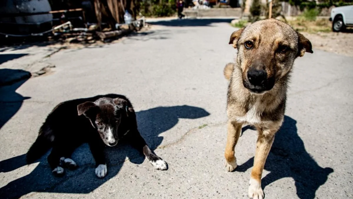 Gəncədə qadın küçə itlərinin hücumuna məruz qalıb