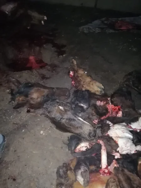 Bakıda at əti satmaq istəyən İsmayıllı sakini saxlanılıb