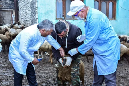 Sərhəd kəndlərində heyvanların peyvəndləmə tədbirlərinə nəzarət üçün baytarlıq baxışı keçirilib