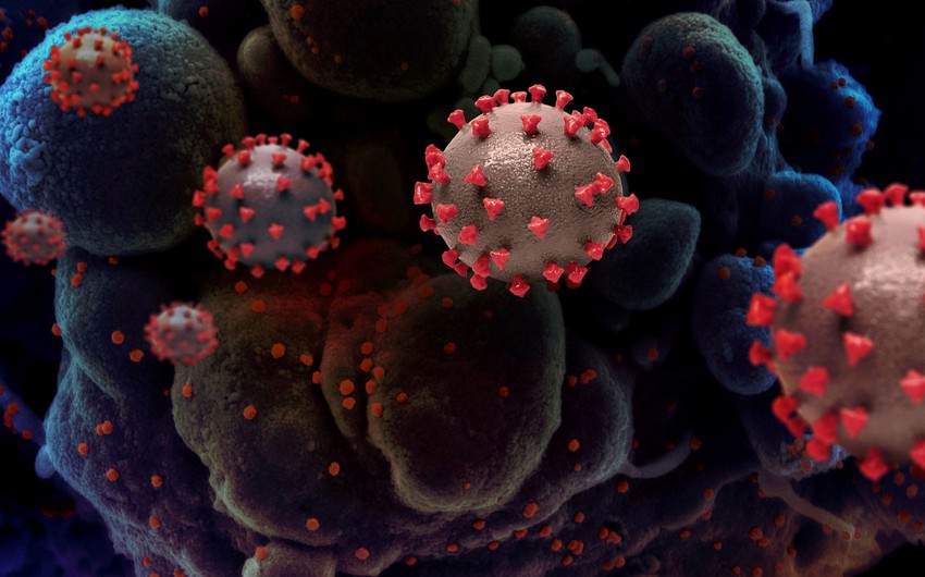 Azərbaycanda mutasiyaya uğramış virus qeydə alınsa hansı addımlar atılacaq?