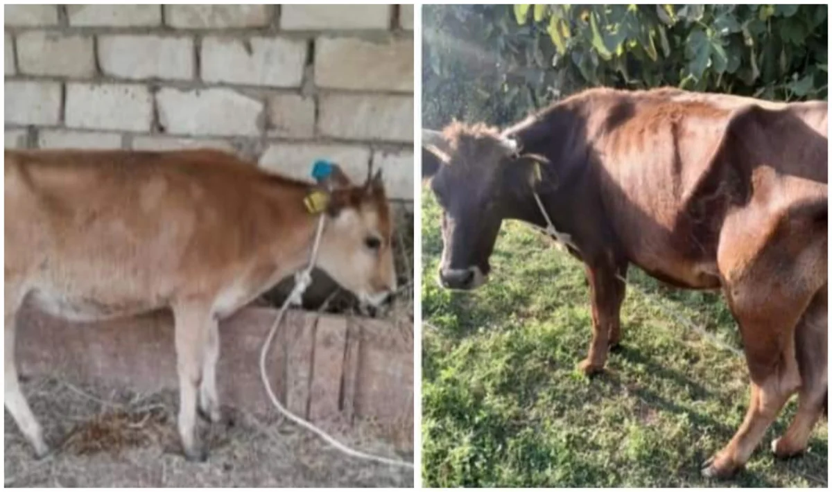 Biləsuvar sakinləri özünəməşğulluq proqramı ilə aldıqları heyvanların xəstə olmasından şikayətlənirlər