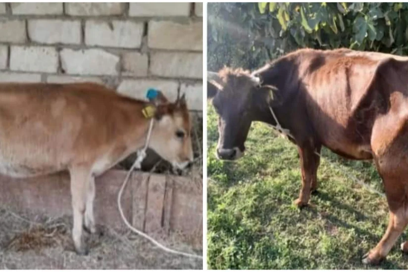 Biləsuvar sakinləri özünəməşğulluq proqramı ilə aldıqları heyvanların xəstə olmasından şikayətlənirlər