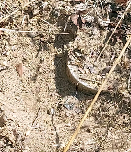 Xocalıda ermənilərin basdırdığı 5 tələ-mina aşkarlanıb