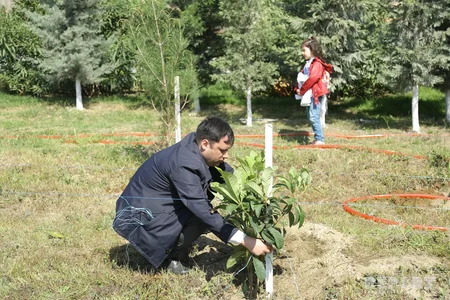Sumqayıtda jurnalistlər ağac əkib
